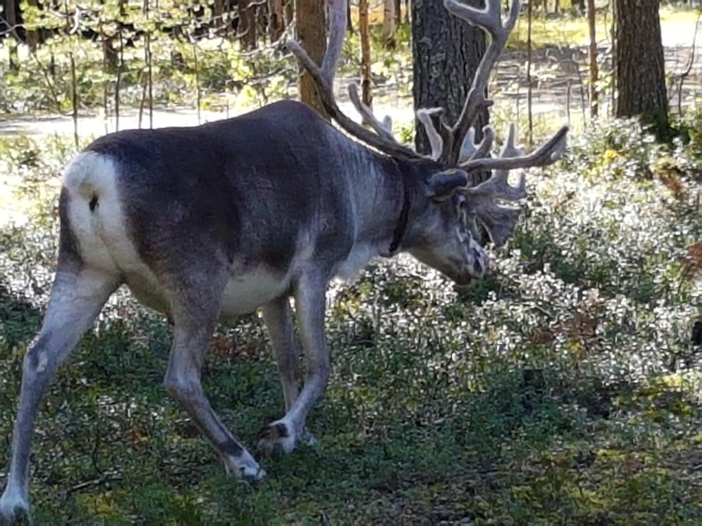 Pyhaen Kortepuolukka Pyhatunturi Bagian luar foto